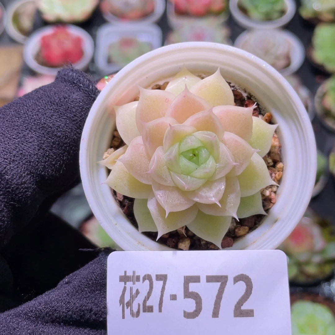 花利美27-572麦秆