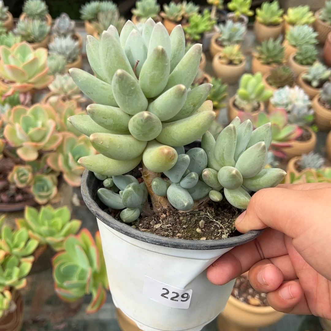 【闪购商品】松果。 229。 11111111