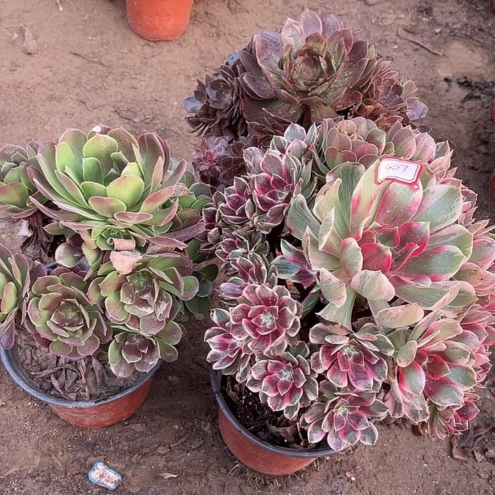 507多肉植物组合，