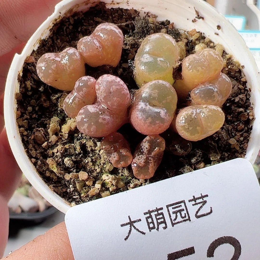 0000352 一物一拍……