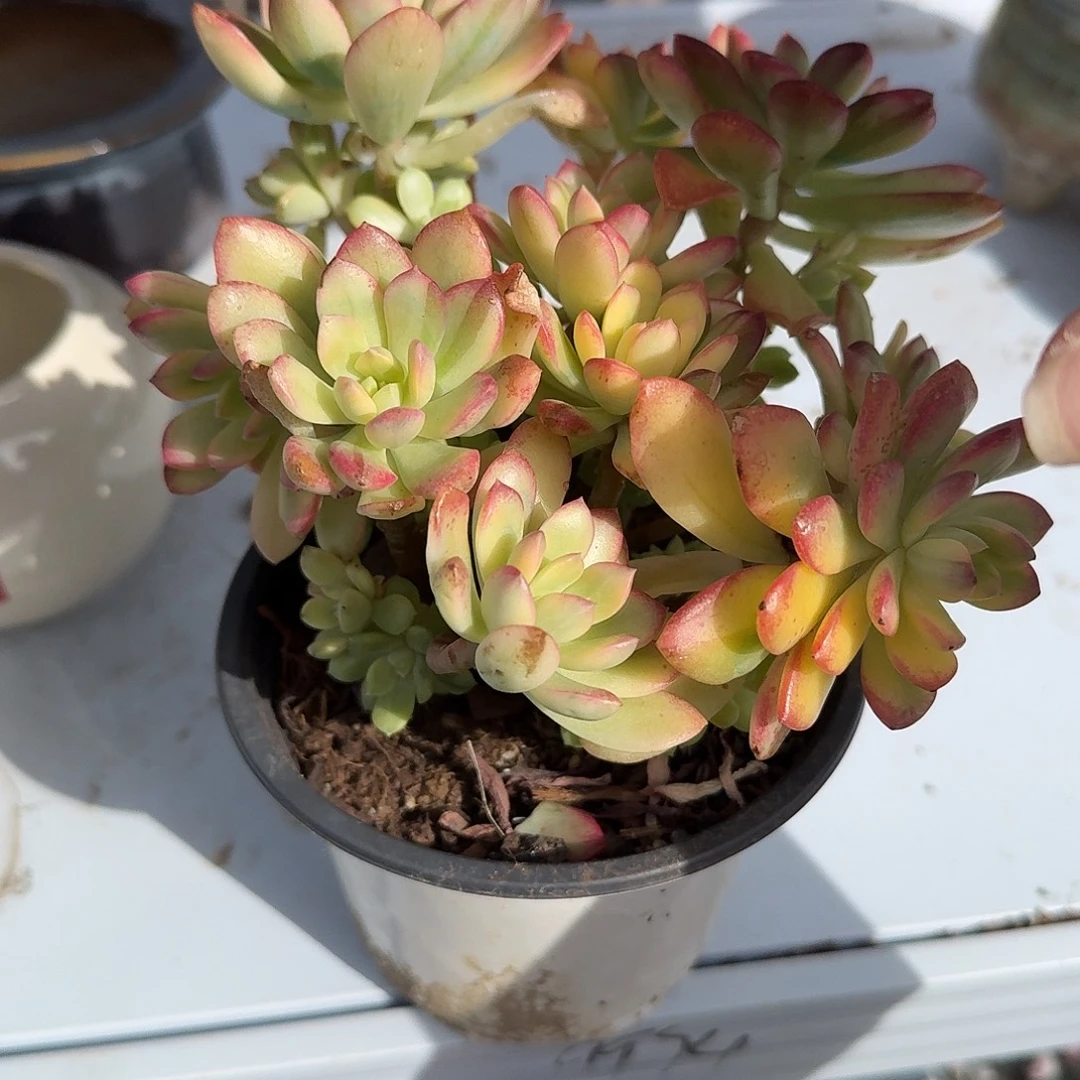 小叮当锦多肉植物