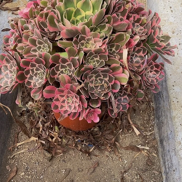 多肉植物皇后075多肉