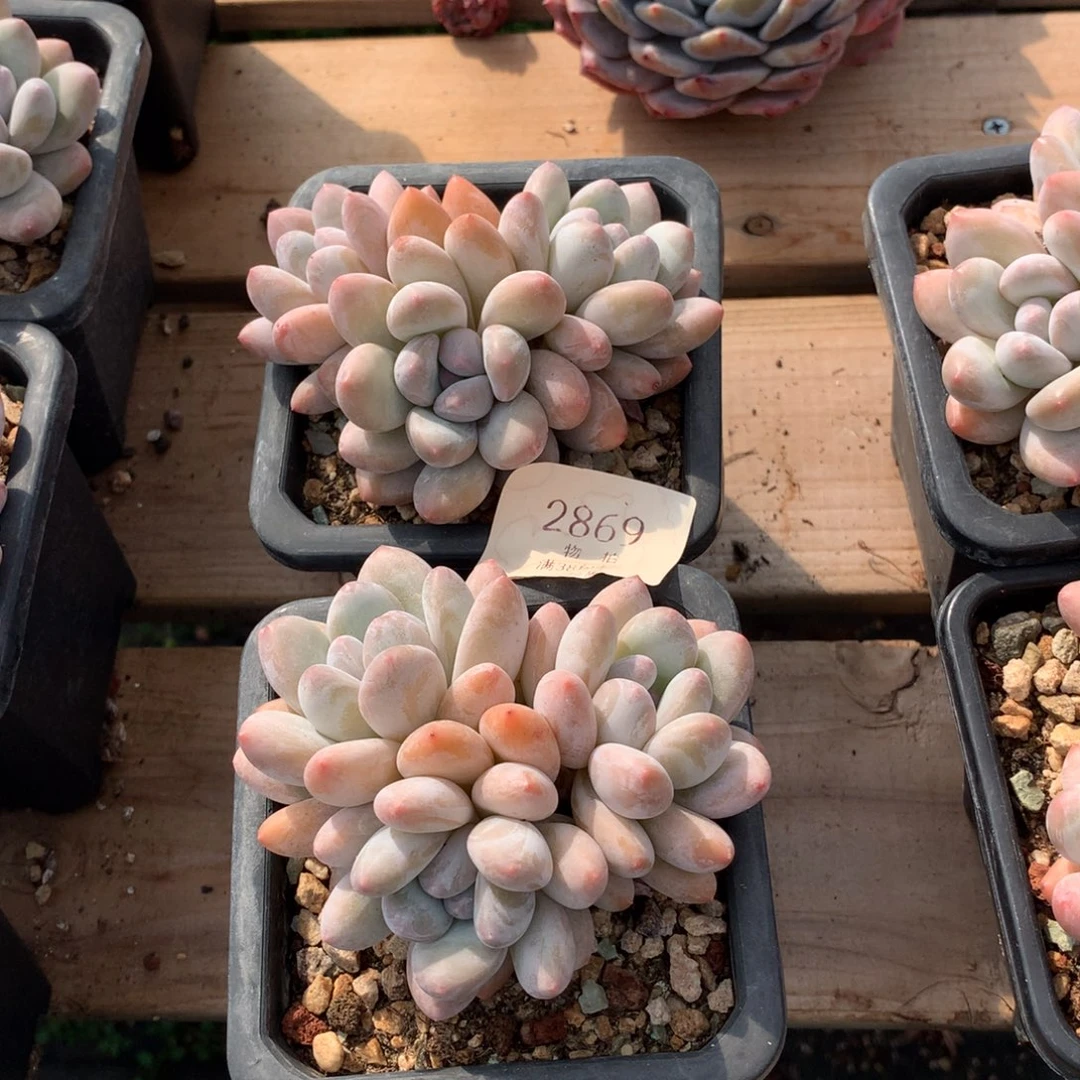 10厘米三头香水多肉2869