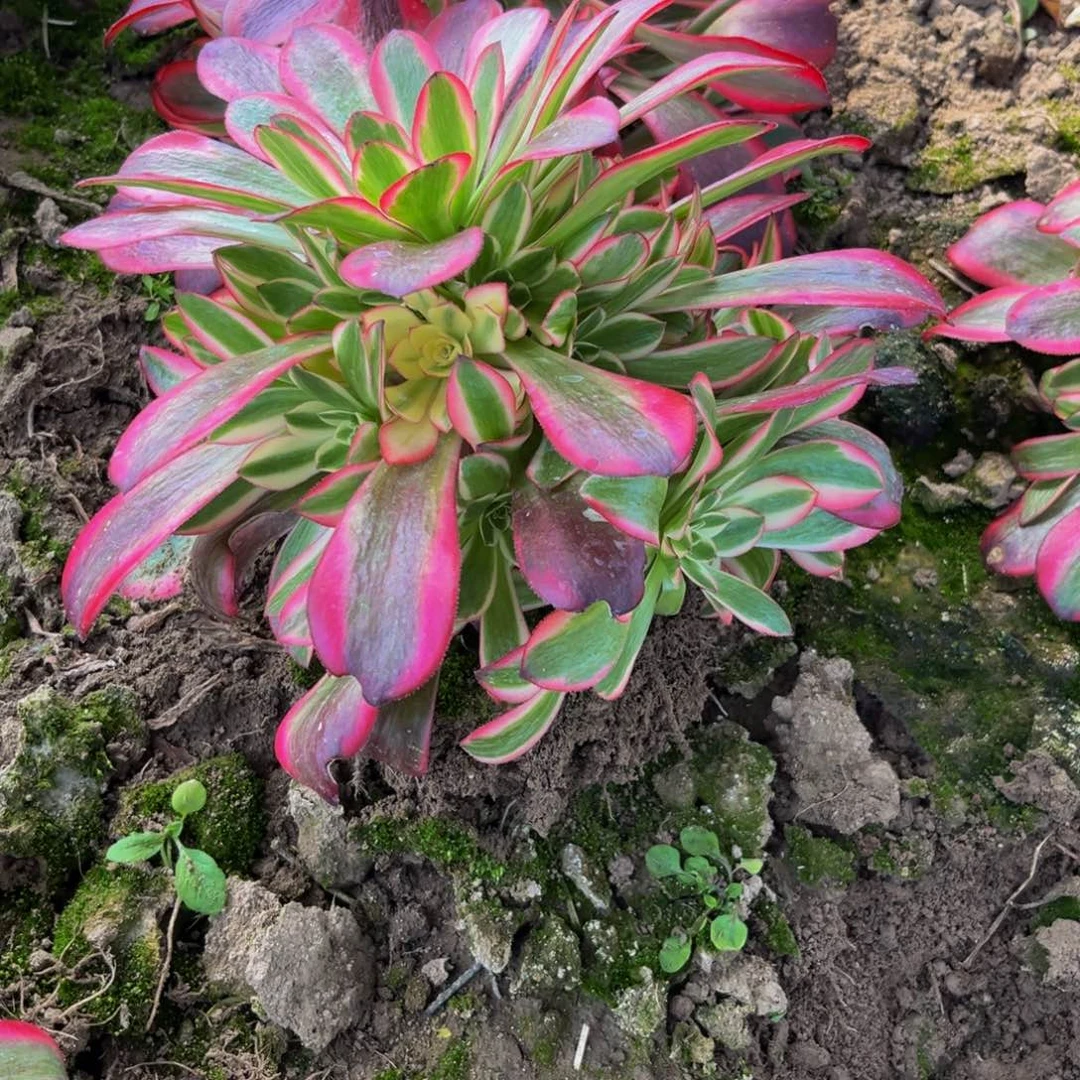 爱神多肉植物捧花的