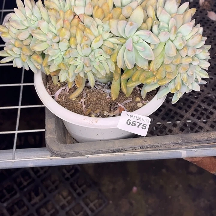 阿雅园艺。        6575淡雪缀