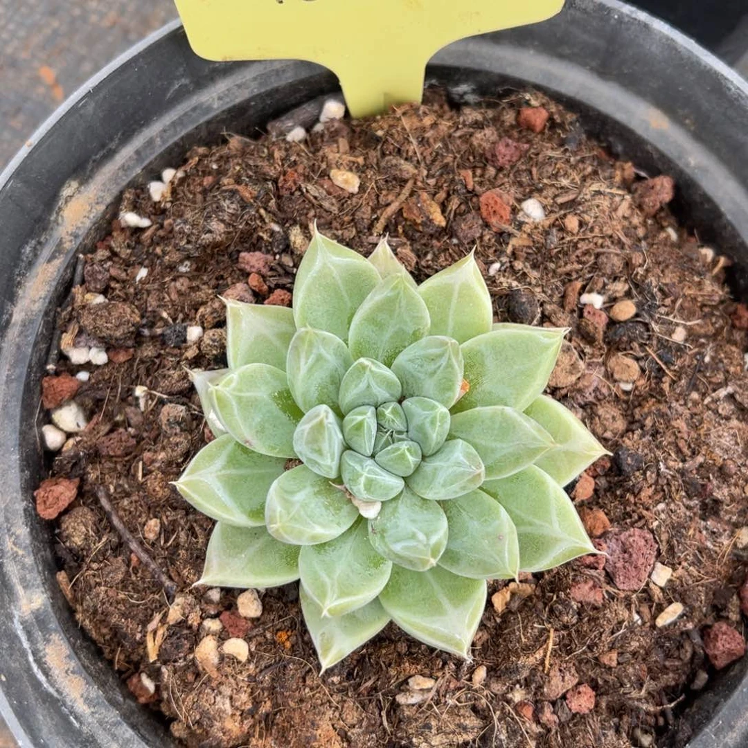 咔***＾1566星云单头6