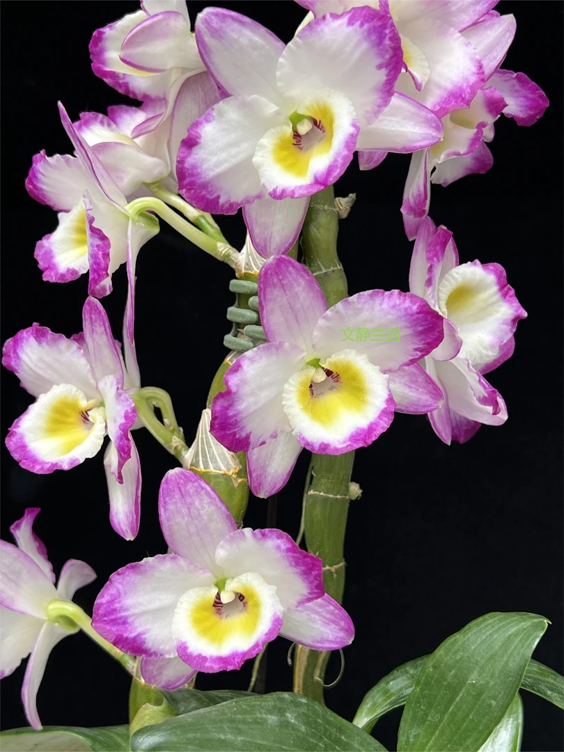 【191初爱变异】文静兰园杂交春石斛易养易活爆花洋兰批发高端精品