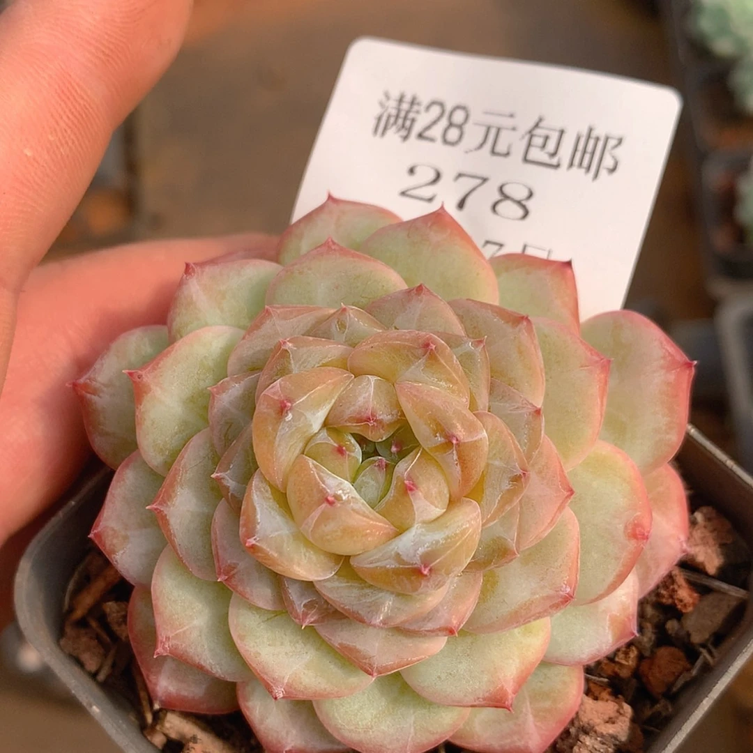 【闪购商品】云278