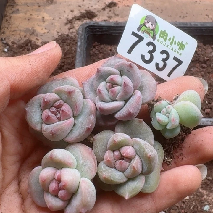 用****0多肉植物多肉植物