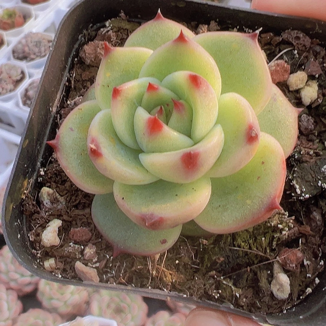 蓝龙19包邮多肉植物