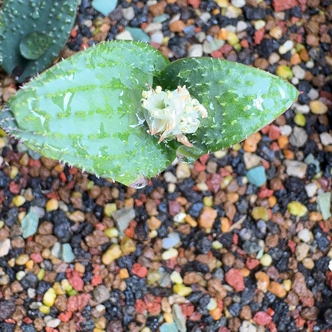 莱索托龙山魔镜一个