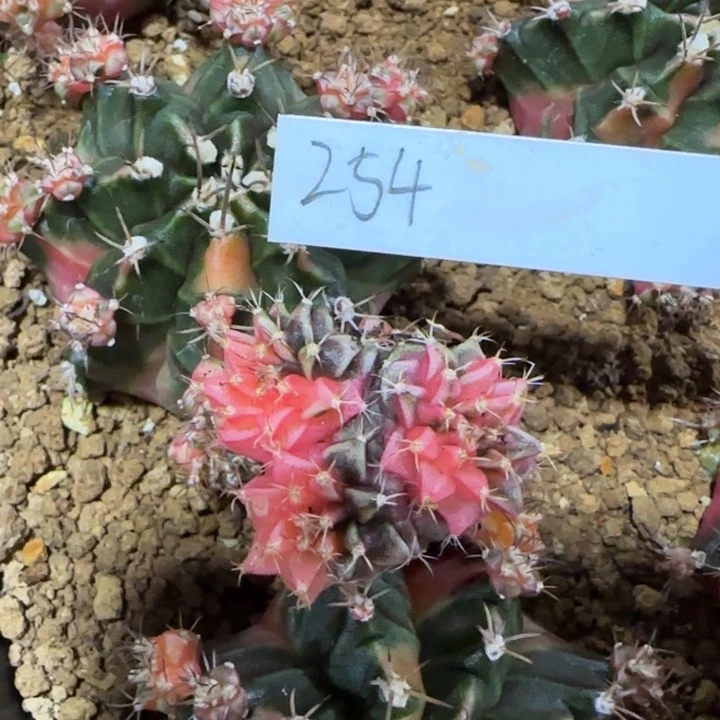 254-0120侧芽泰国发货多肉