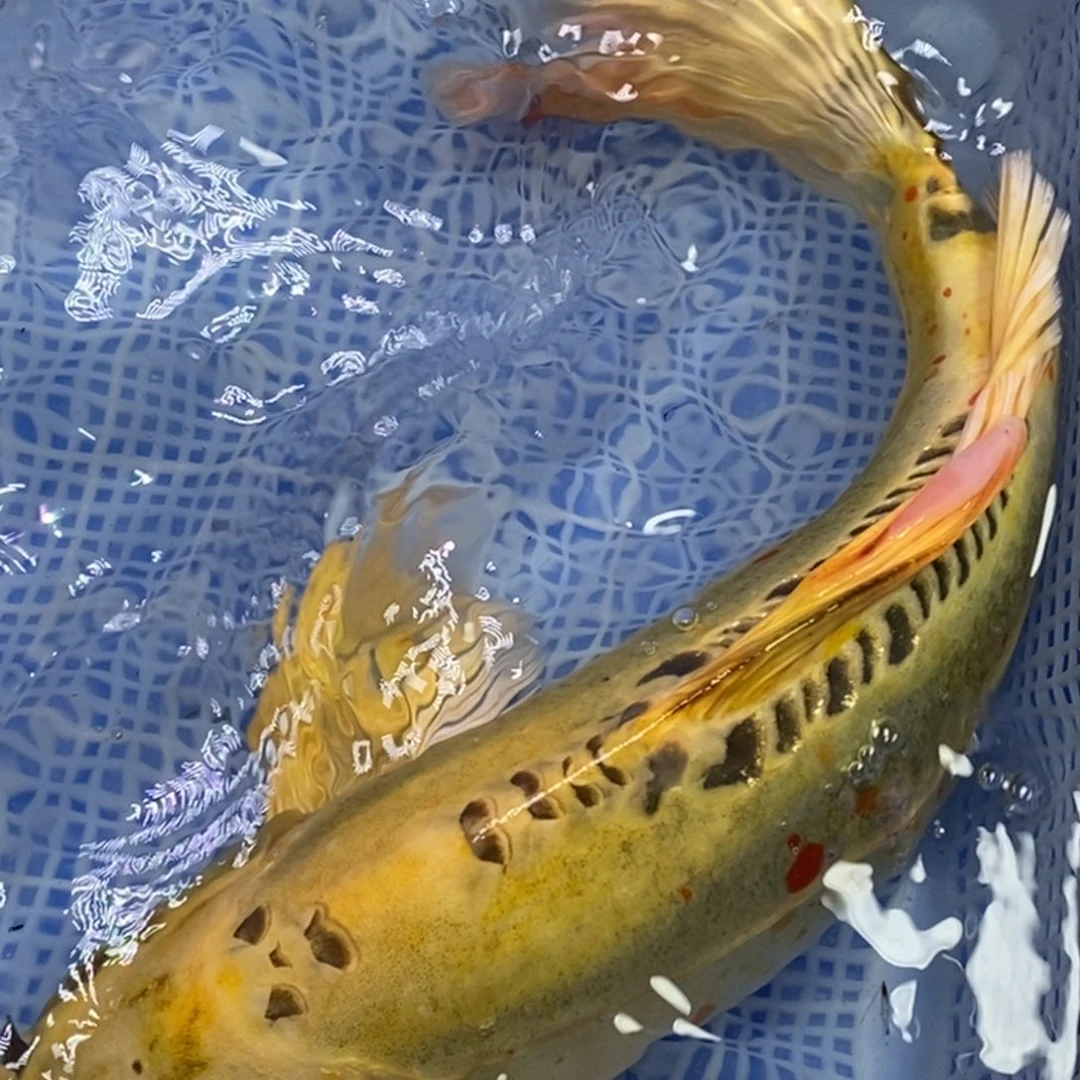 锦鲤锦鲤 开衩掉麟充血属于正常情况 介意别拍