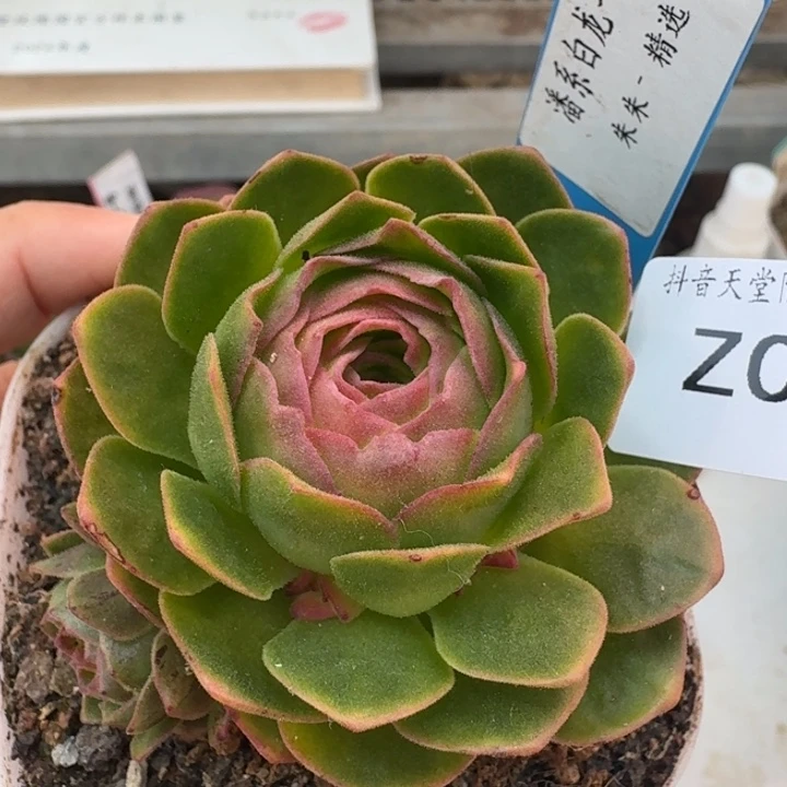 朱013。  潘系白龙一代群