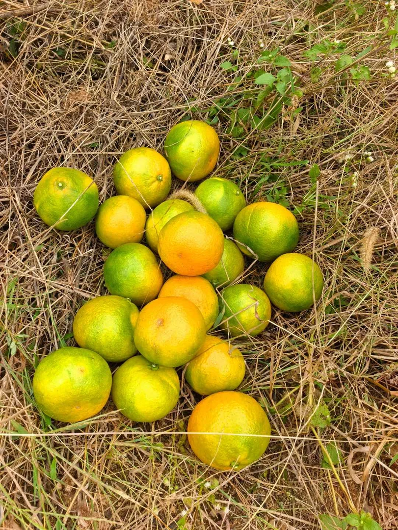 正宗【雪峰蜜桔】洞口中国地理标志产品现摘现发5/10斤