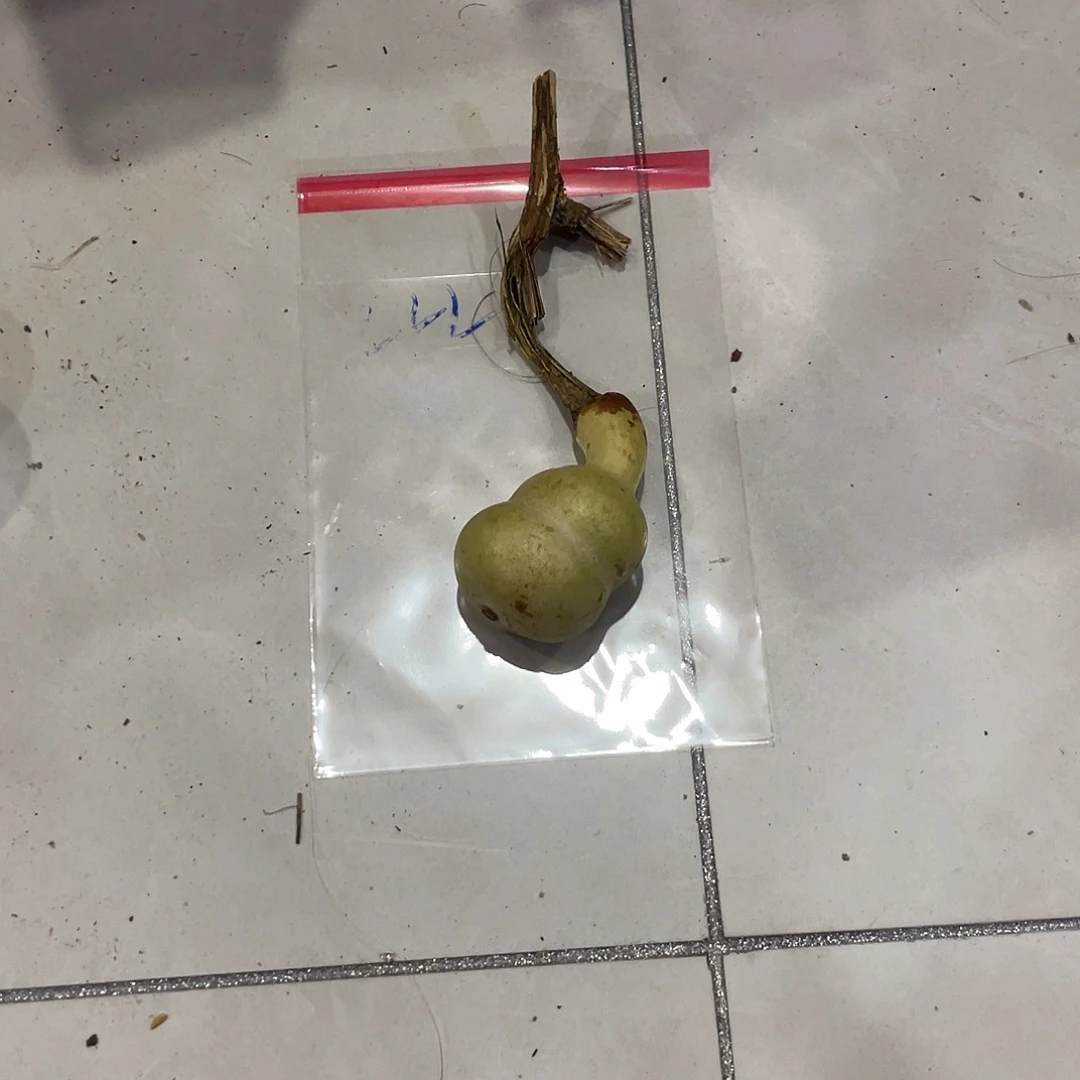 余***思他爷爷舞台爷爷我爷爷