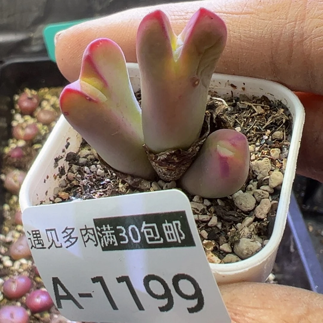 多肉植物1111111111111111