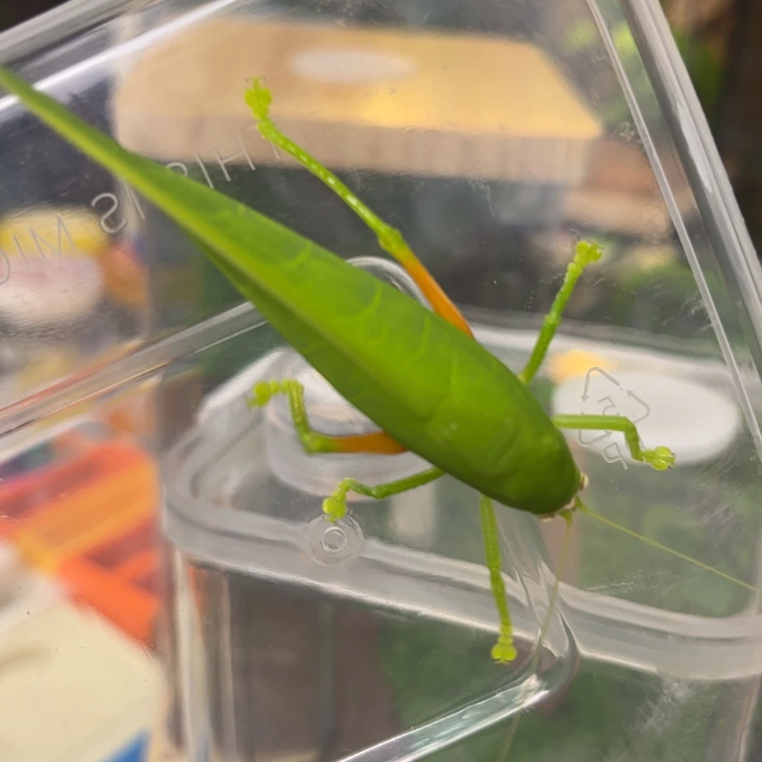 冠脉补差拍拍拍拍拍