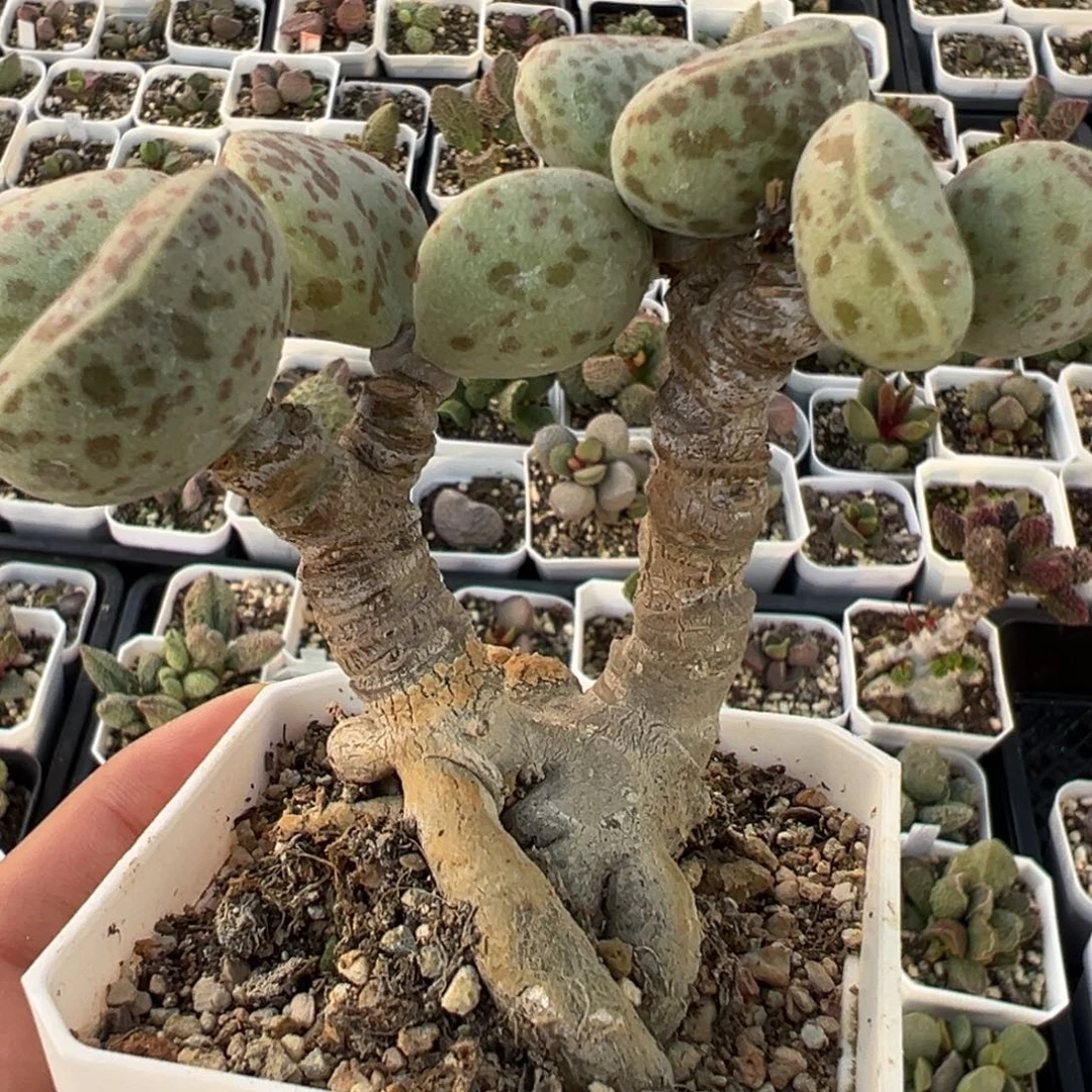 花蛋多头纯木质桩多肉植物