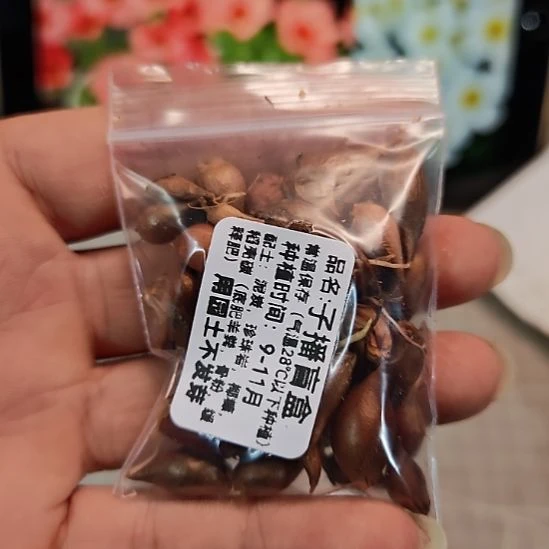 酢浆草早花三色糖果盒子播盲盒