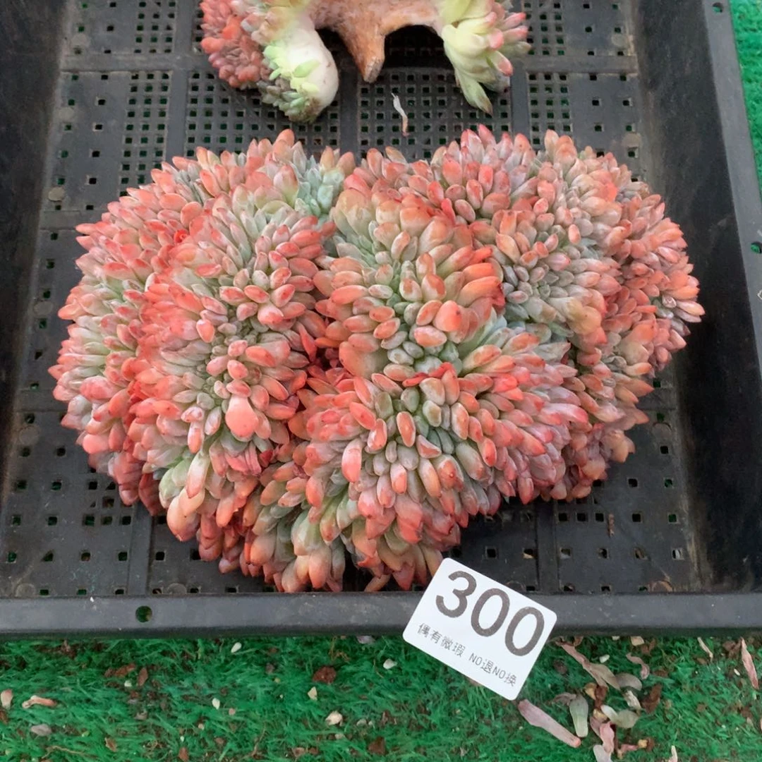 300橙子缀化多肉植物有瑕