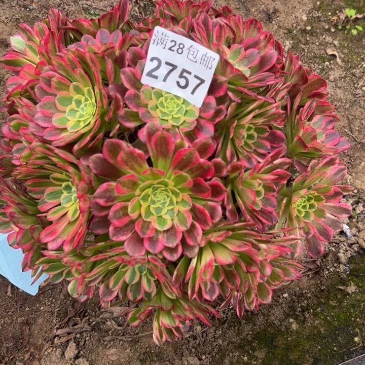 2757朝霞多肉植物