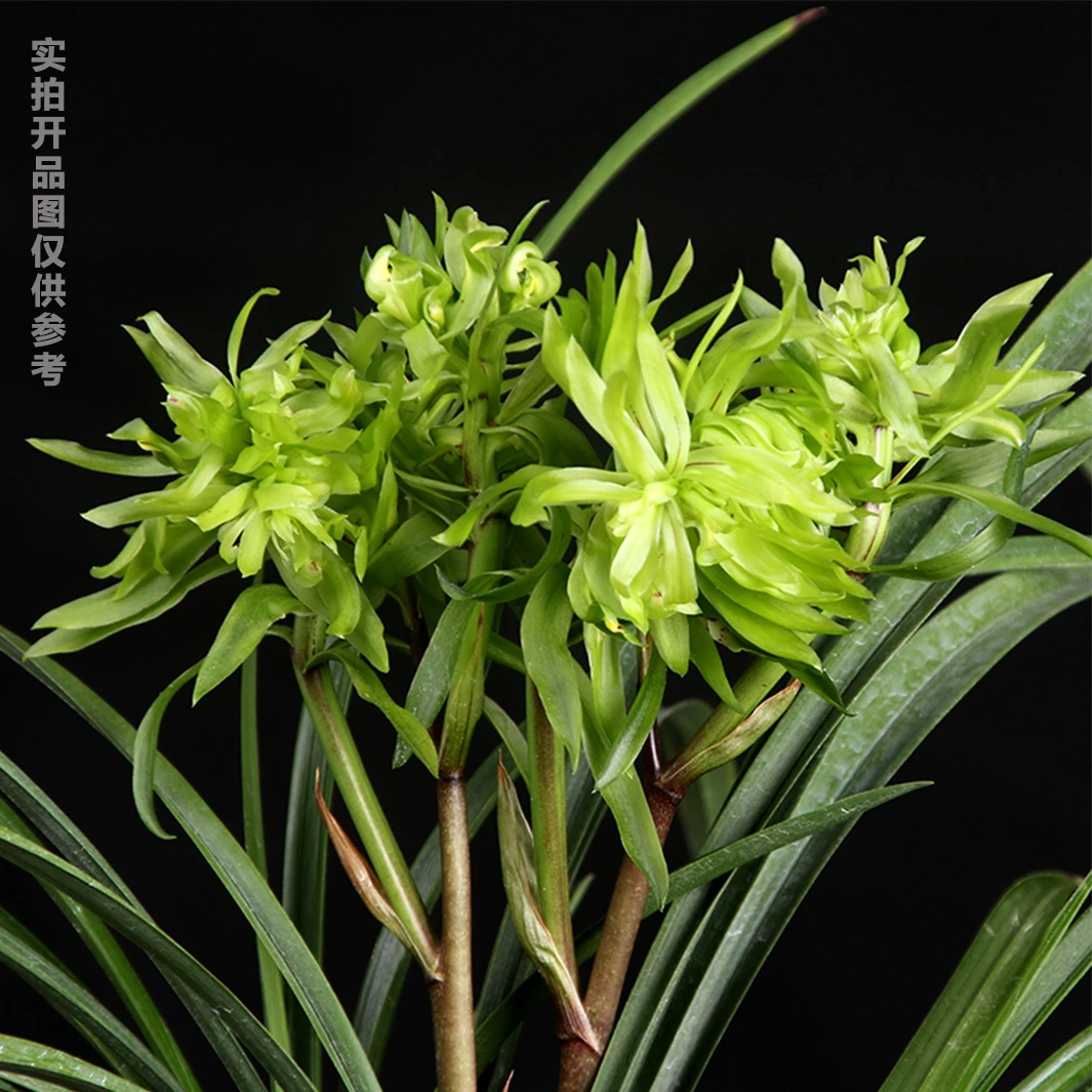 春兰[花开富贵]兰花 浓香型兰花 花期11-2月