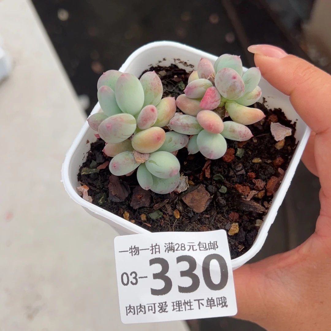 苹果奶多肉多肉多肉多肉多肉
