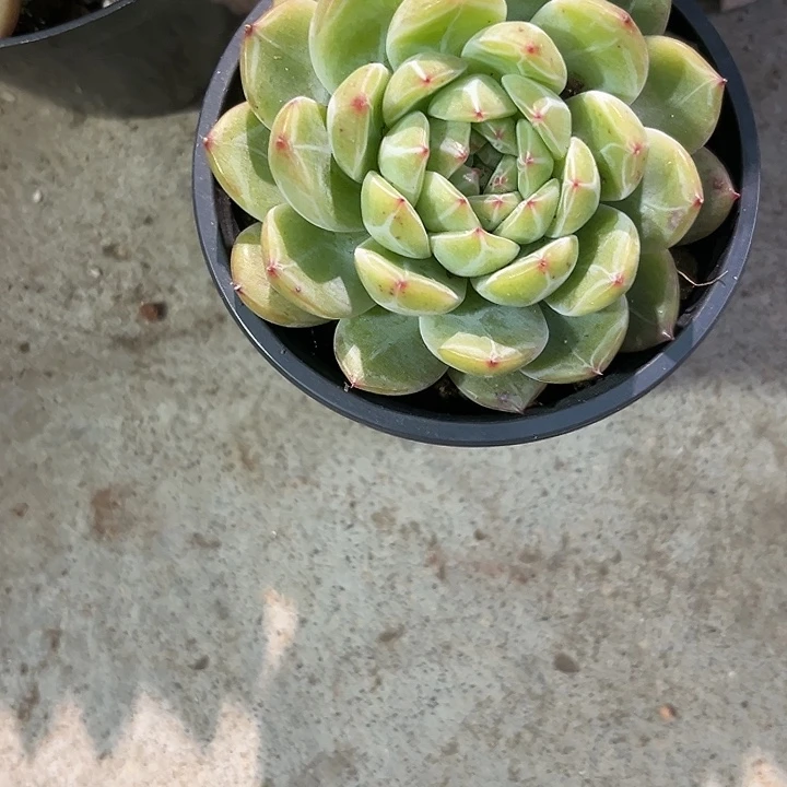 雪花35678月988@kuik