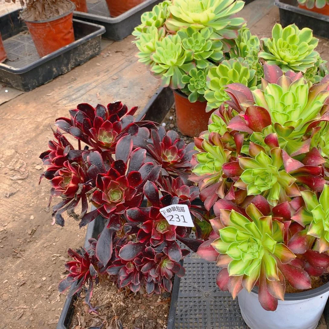 231法师组合老桩多肉植物