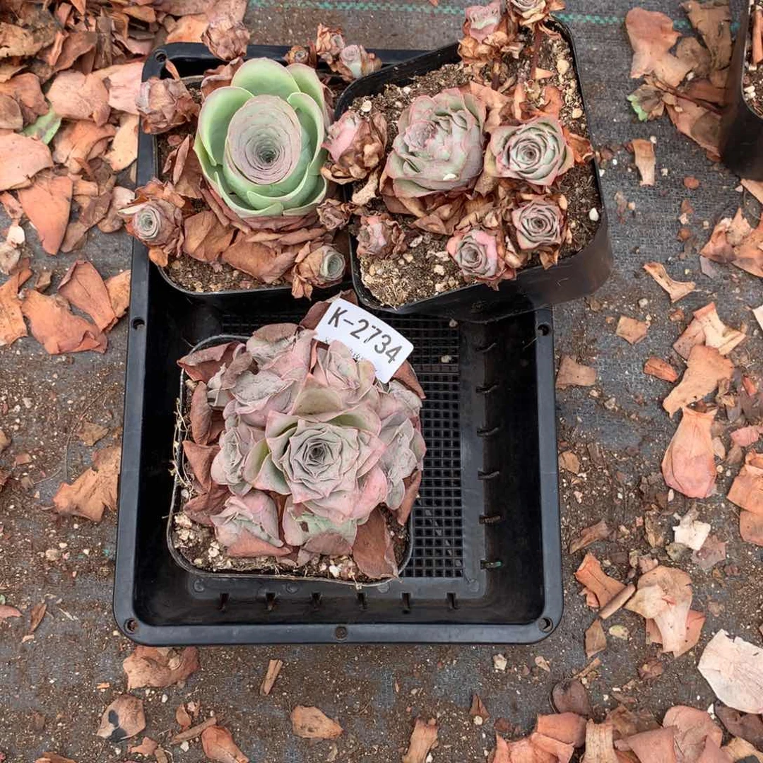 2734 会掉侧芽不售后