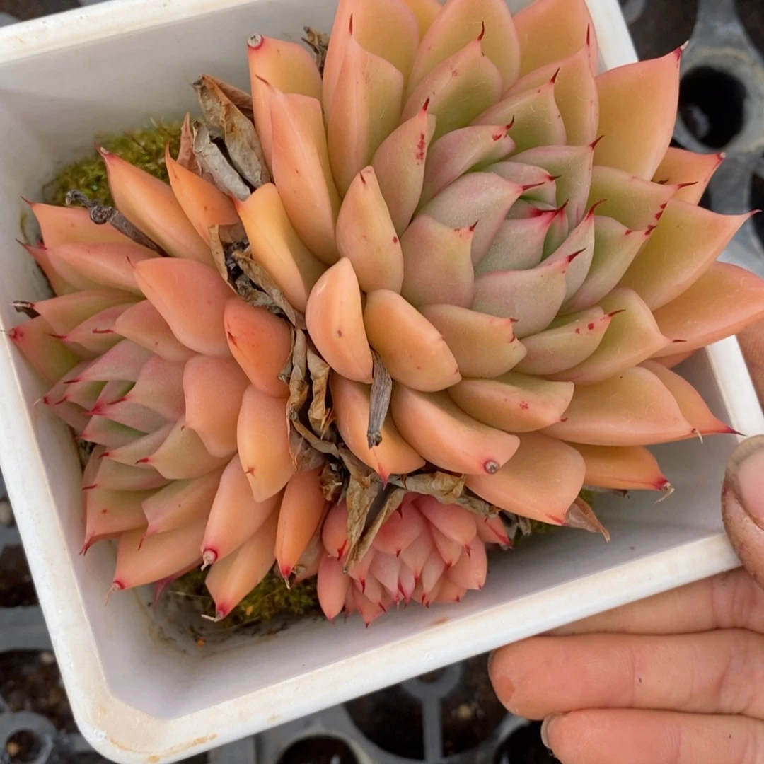 7323杂交多肉老桩