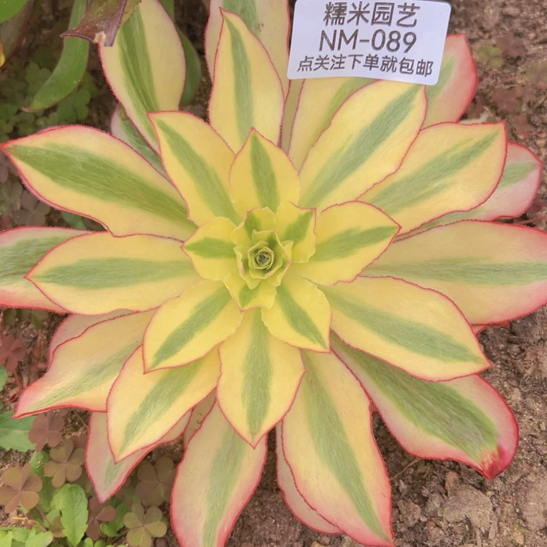 魅影多肉植物089