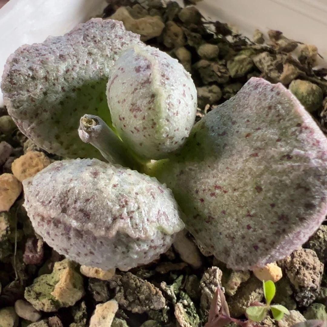 实生新品多肉植物水泡多肉植物
