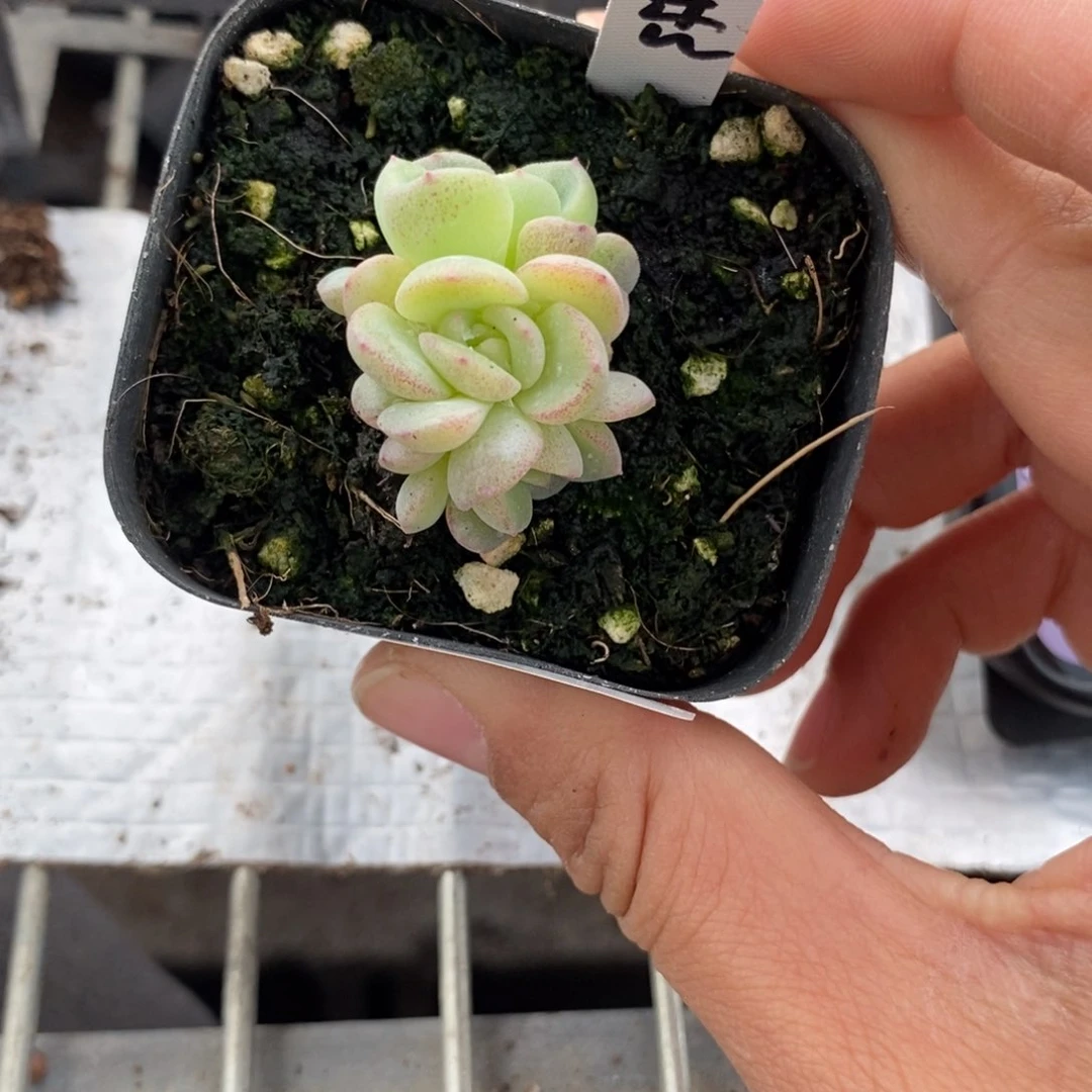 标签119秃子甜心一个多肉