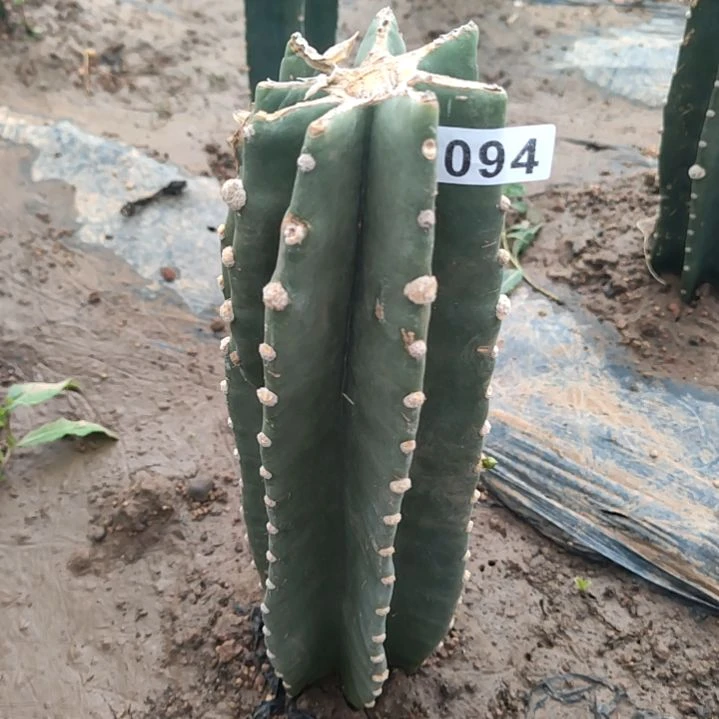 雷***量天尺1个西棚094