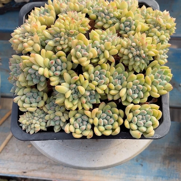 多肉植物一物一拍