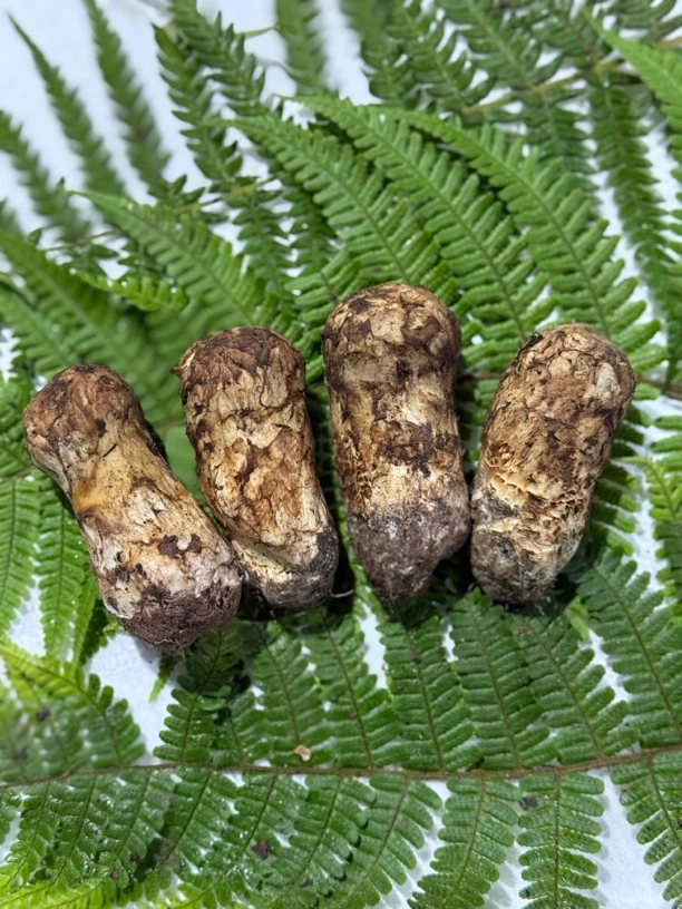 云南新鲜香格里拉小小松茸顺丰包邮 有破损