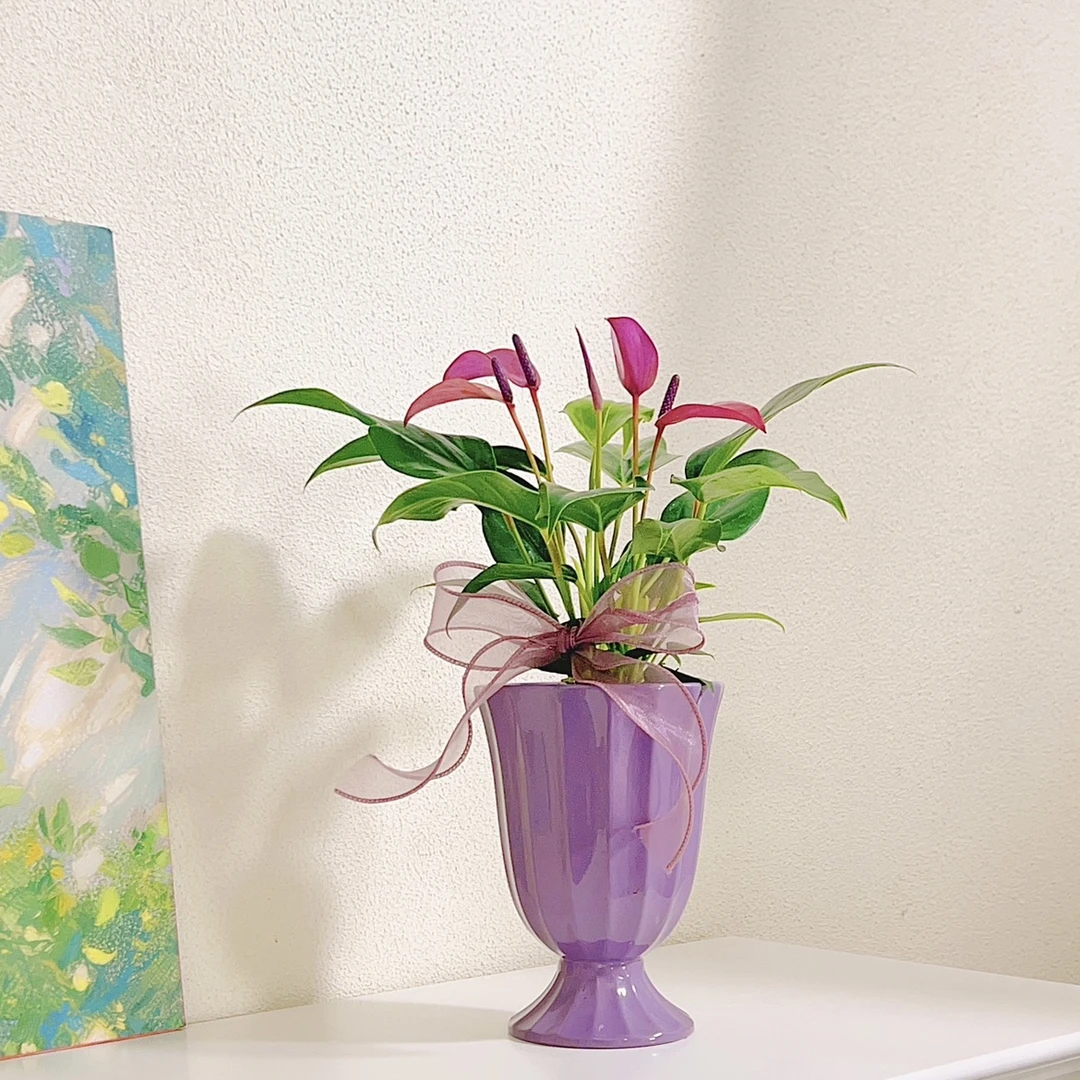 紫掌齐祖进口多花植物稀有香妃粉掌室内办公室高档绿植盆栽花期长