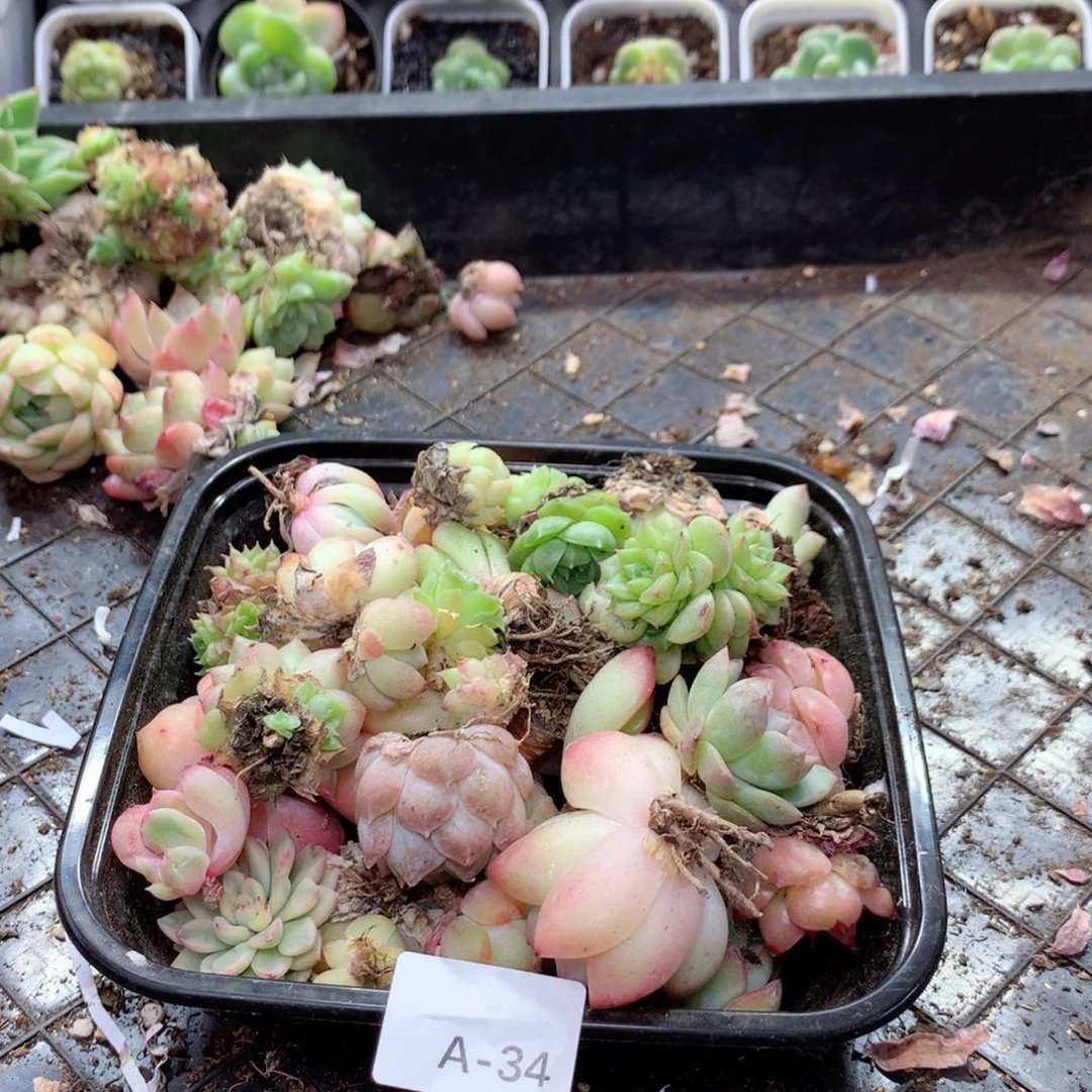 无花朵A34英语英语英语