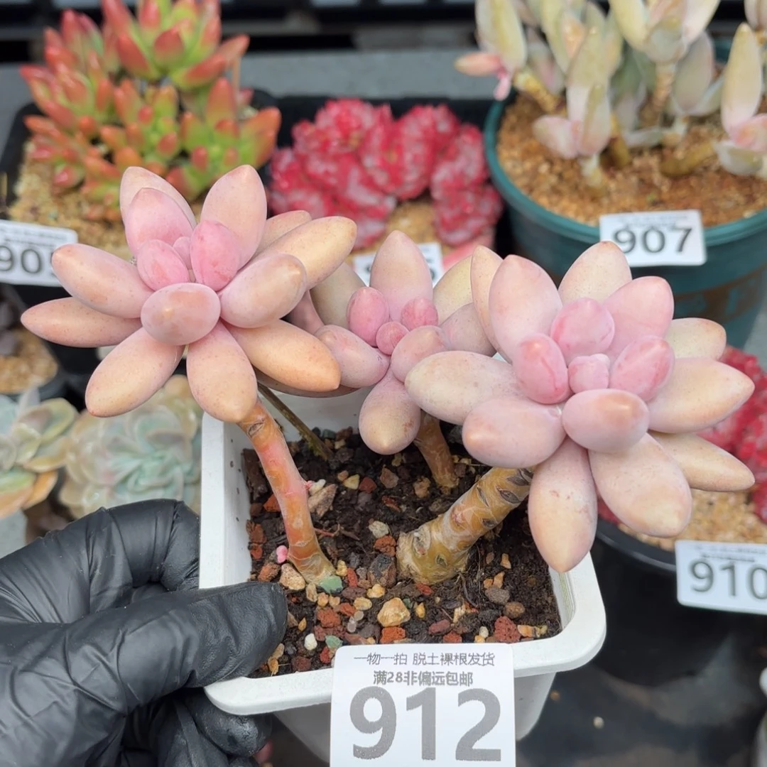 汤圆多肉无盆土发货