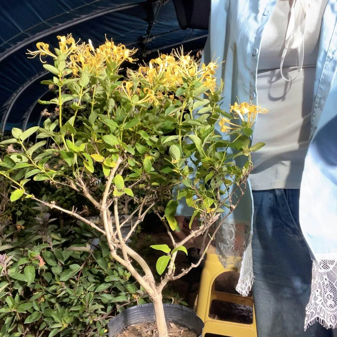 大部分花苞少量开放