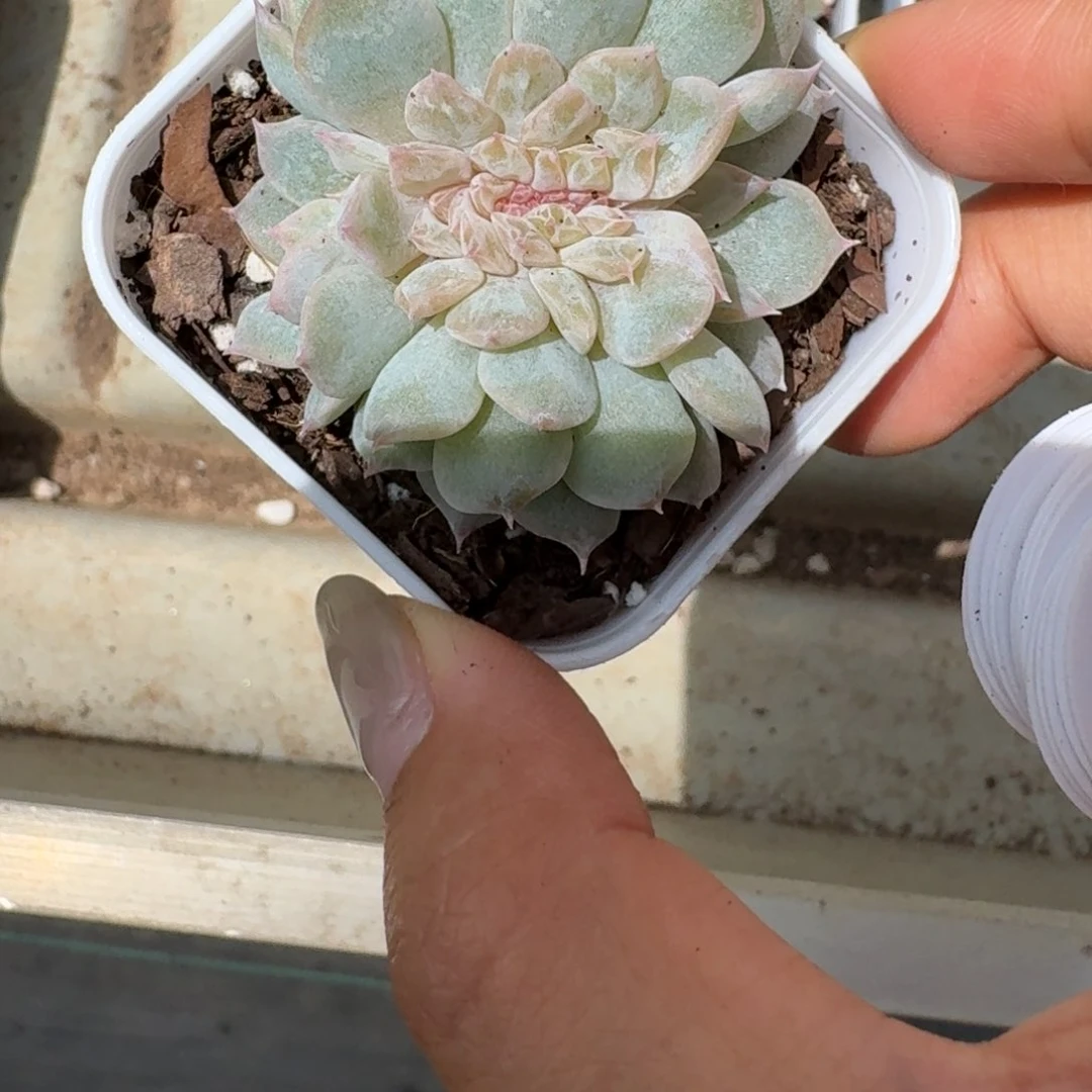 来***翅0713-047-缀化一颗