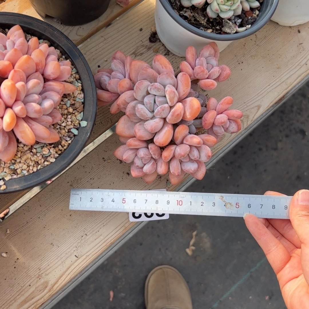 l****2292 多肉植物组合盆栽