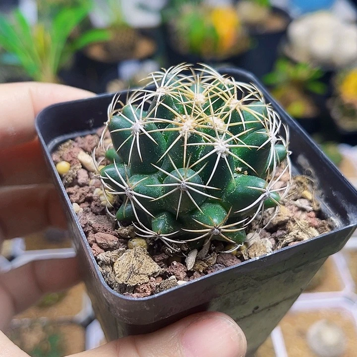 白鹰丸实生球4.7公分