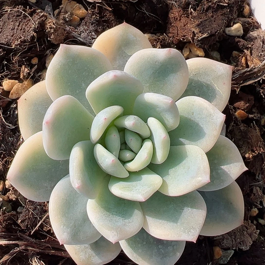 橙梦露锦，覆轮锦