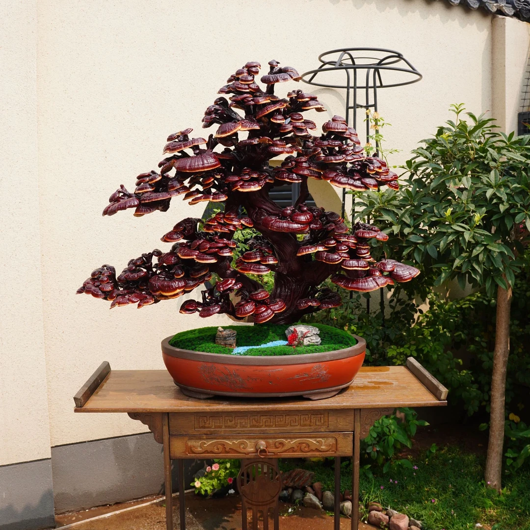 迎客松灵芝盆景乔迁新居开业送礼居家摆件观赏灵芝片桌面玄关