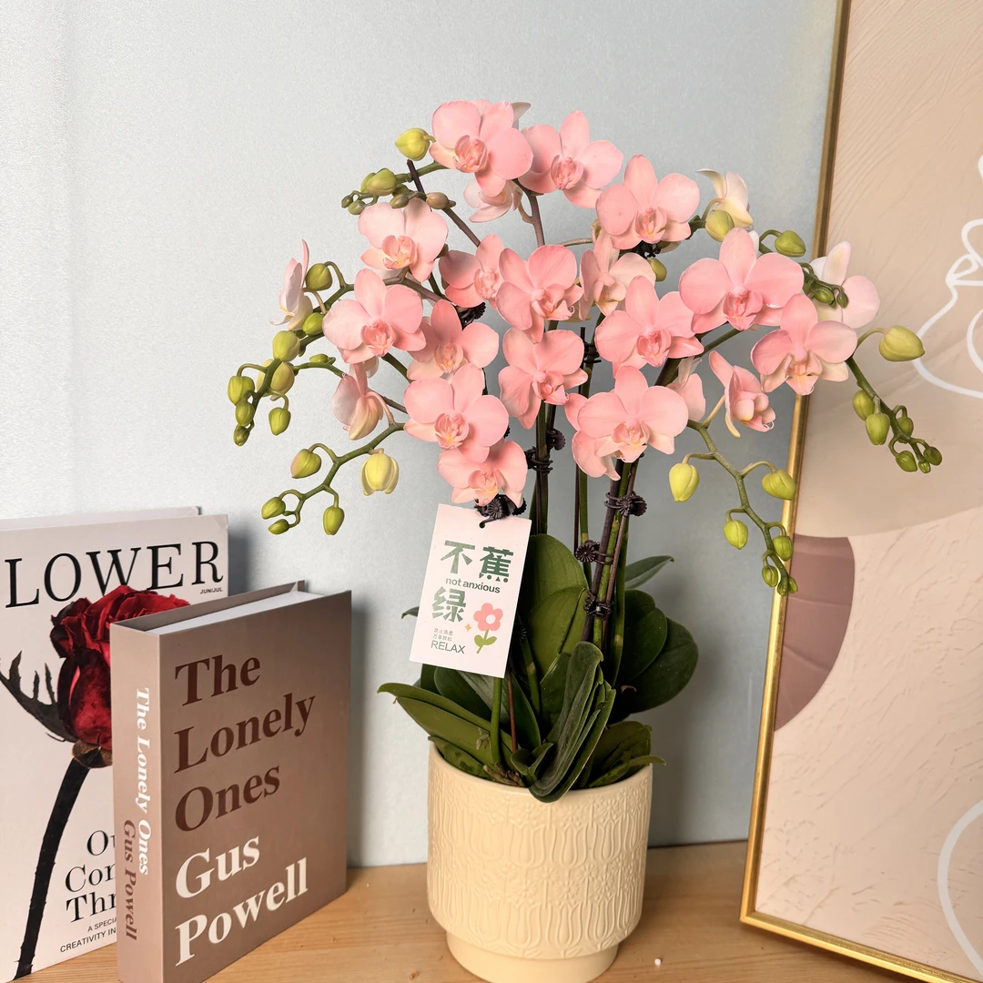 蝴蝶蘭《水蜜桃》欧洲高端进口喷色工艺