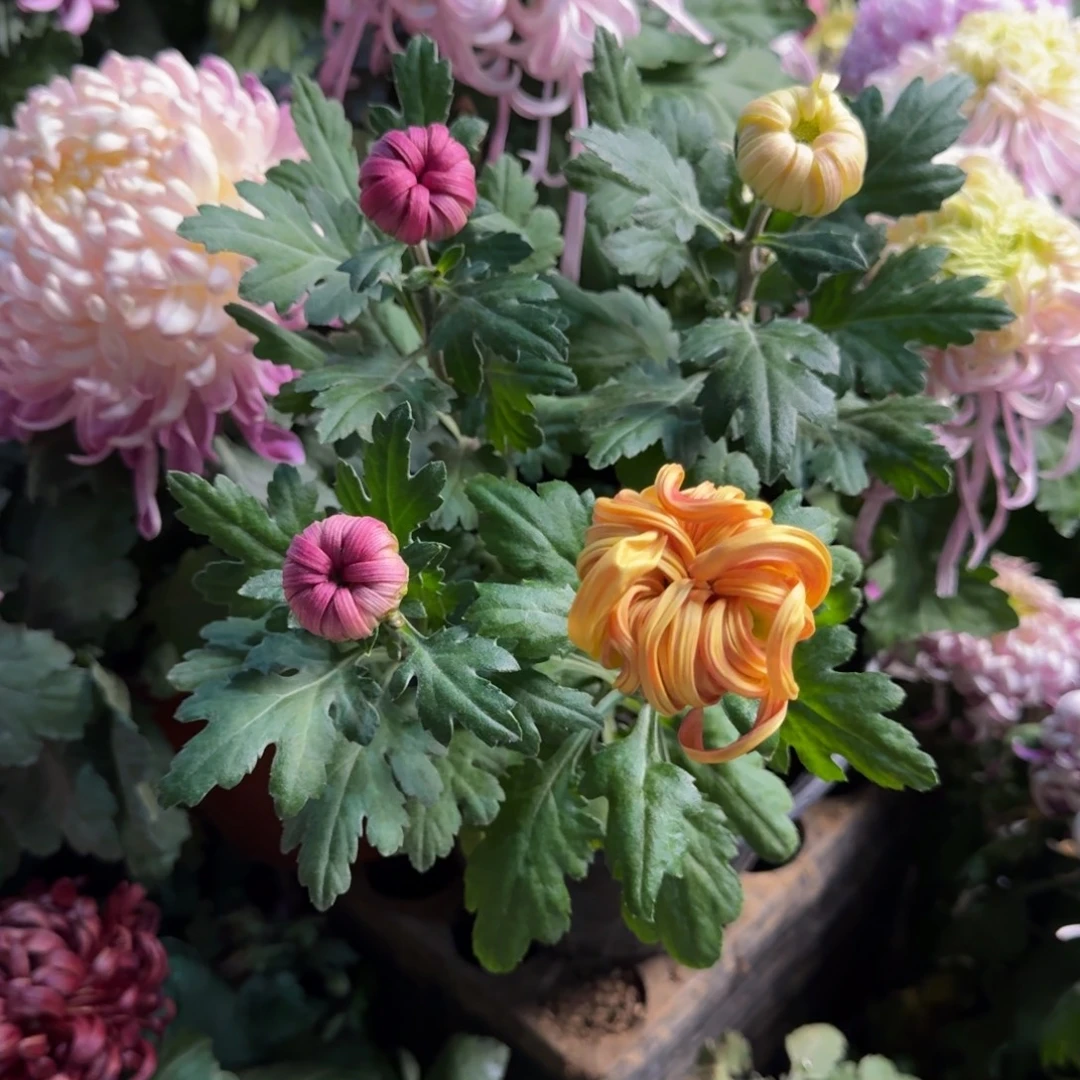 完全开放混色多色