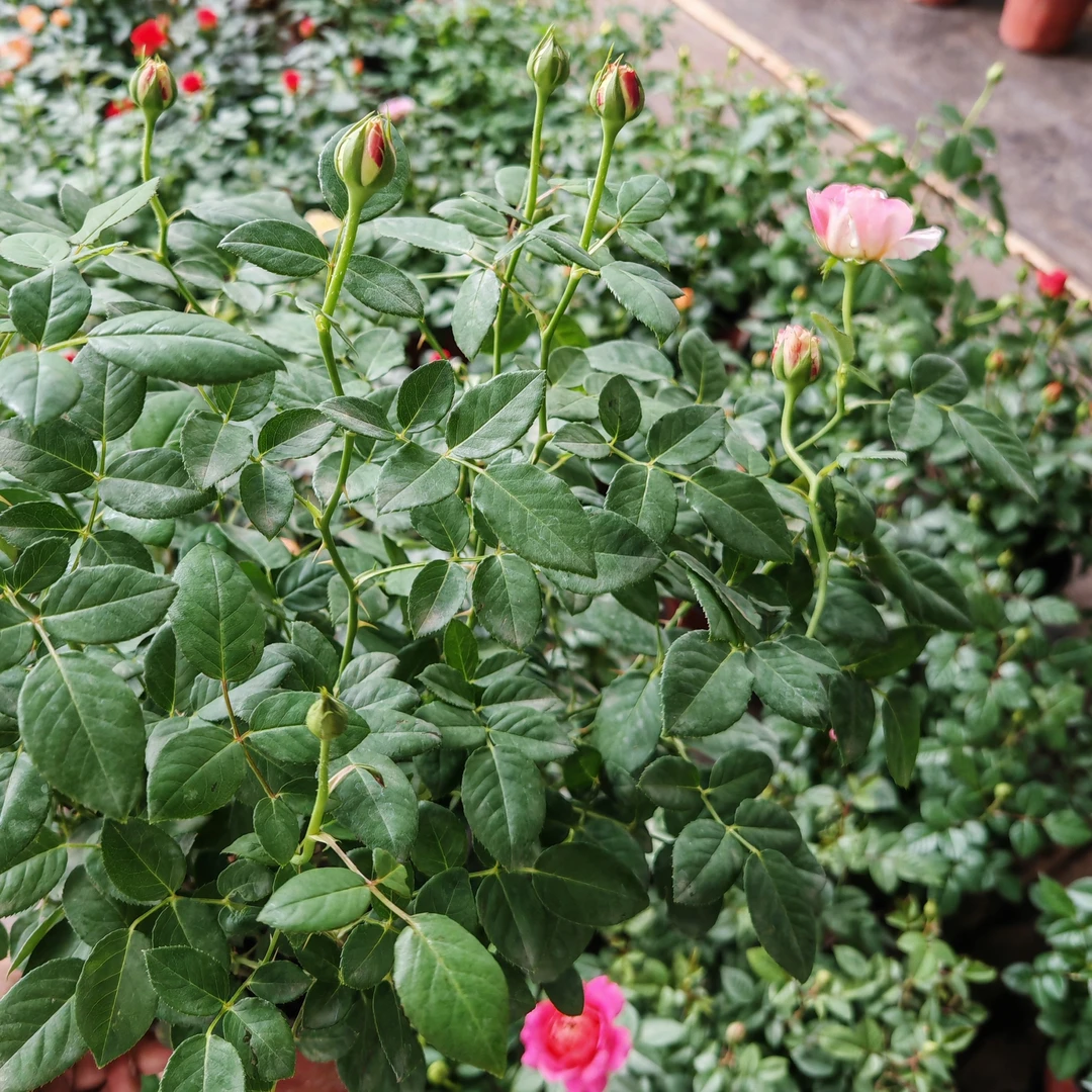 莫奈月季盆栽花室内四季开花卉绿植带花苞